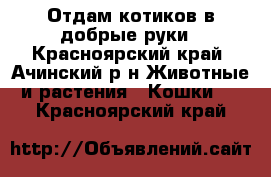 Отдам котиков в добрые руки - Красноярский край, Ачинский р-н Животные и растения » Кошки   . Красноярский край